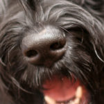 Black Terrier Black Terrier