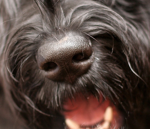 Black Terrier Black Terrier