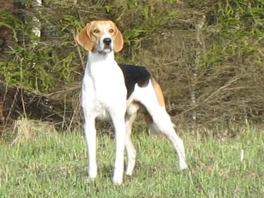 Russian Harlequin Hound