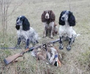 Hunting Spaniels hunting_spaniel