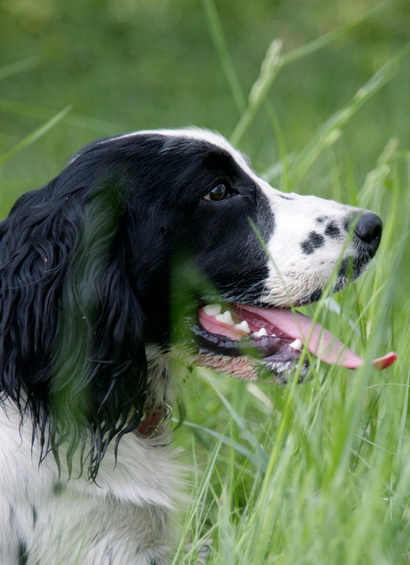 Russian Spaniel Russian Spaniel