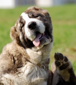 RUSSIAN DOG BREEDS - LIST OF DOG BREEDS - RUSSIAN DOG K