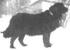 ... moscow water dog is an extinct dog developed in rus
