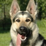 Russian Shepherd portrait Russian Shepherd portrait