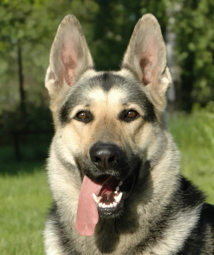 Russian Shepherd portrait Russian Shepherd portrait