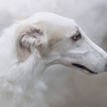 A Borzoi A Borzoi