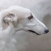 Russian Wolfhound