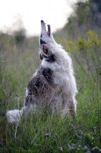 dog_howling