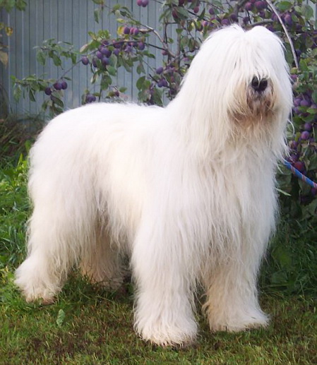 Russian Sheepdog