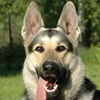 Russian German shepherd, Ovcharka