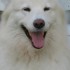 Smiley Dog