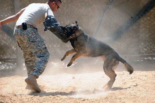 Training a dog