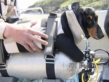 Diving Dachshund