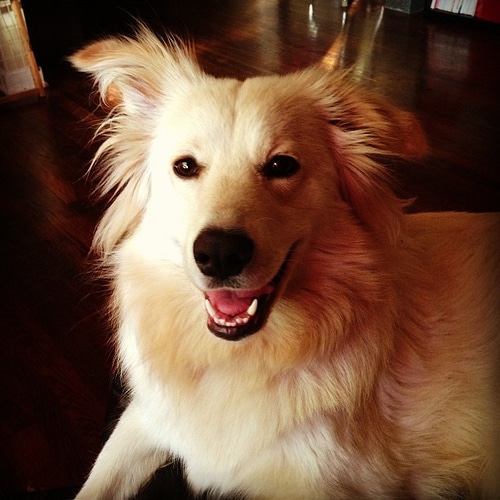 What is a labradorsamoyed mix like?