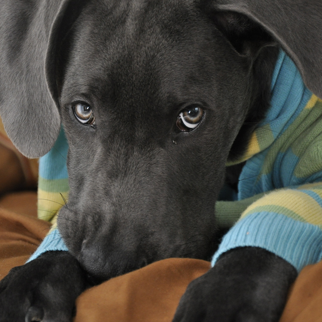 Canidae All Life Stages MultiProtein Formula Canned Dog