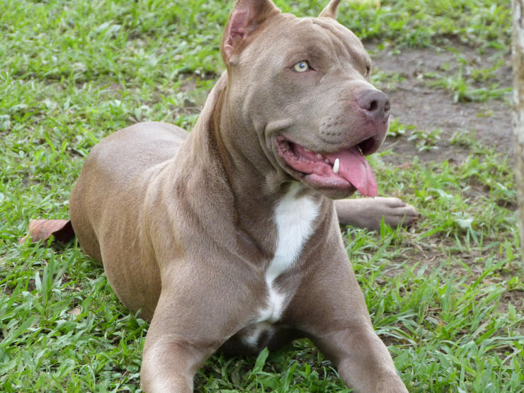 How to make a pit bull more human aggressive?