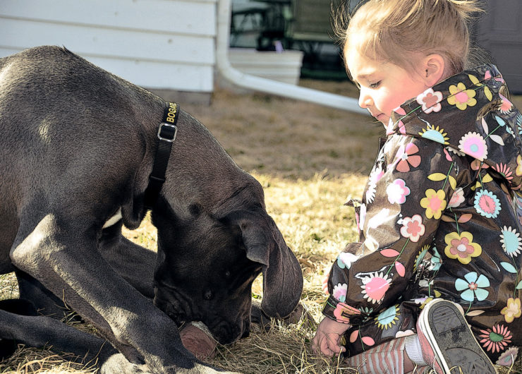 How big should a Great Dane's dog house be?