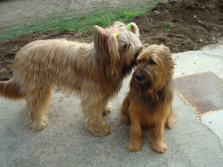 Are Briard Puppies expensive?