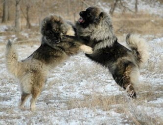 Two large Caucasian Shepherd dogs standing on their hind legs and playing fight