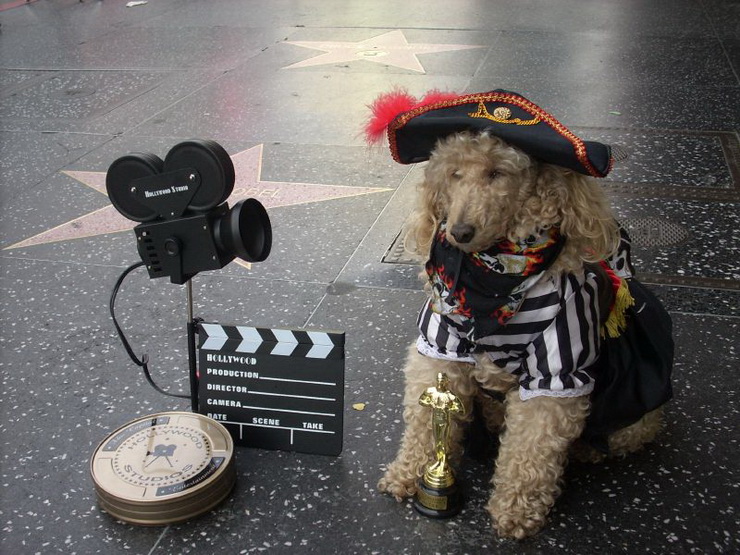 A poodle in front of a camera