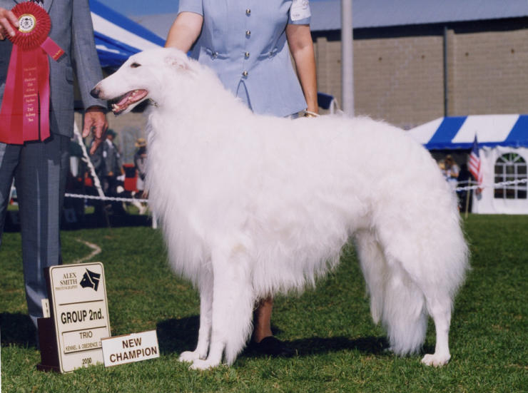 A male Borzoi champion at a dog show