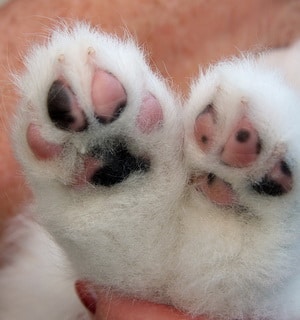 small puppy paw