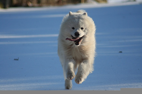 running samoyed dog