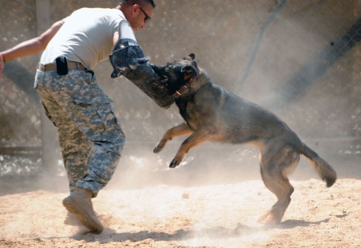 Military Working Dog training
