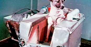 First Dog in Space