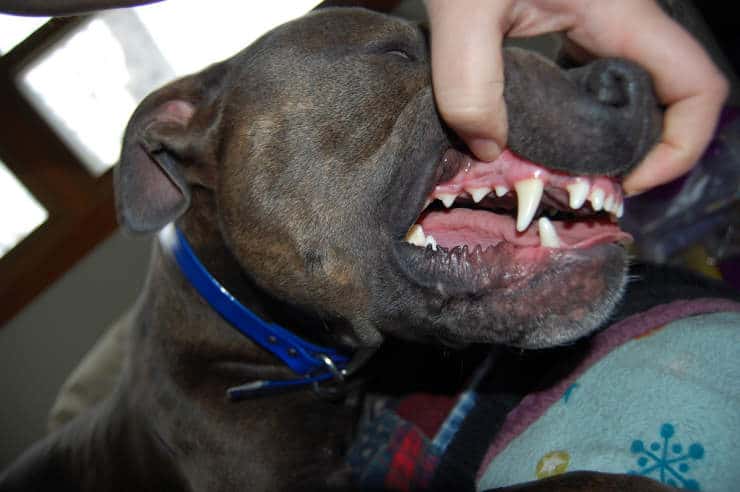 American Pitbull Terrier teeth
