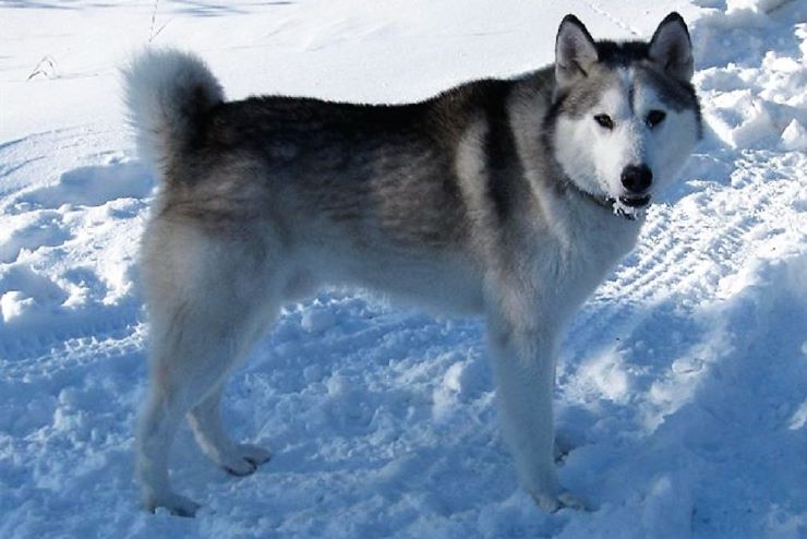 East Siberian Laika standing in the snow