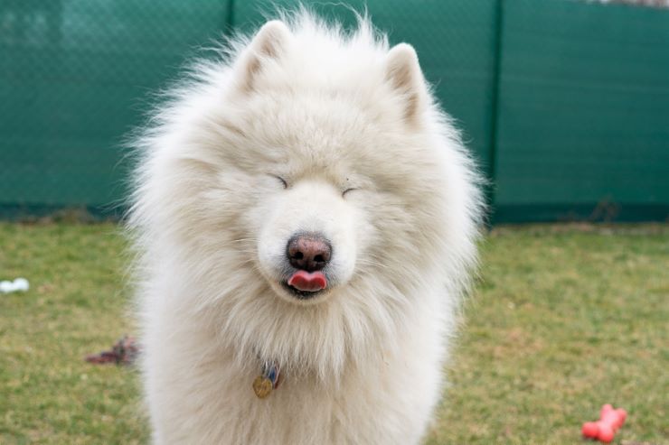 Samoyed dog with closed eyes and a tounge