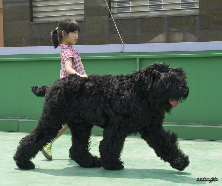 black russian terrierwalking with a little girl