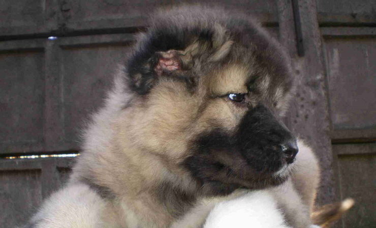 Caucasian Ovcharka puppy's ears cropped short