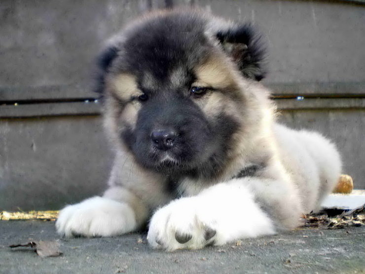 Cute Caucasian Ovcharka puppy