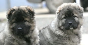 Two Caucasian Shepherd pups