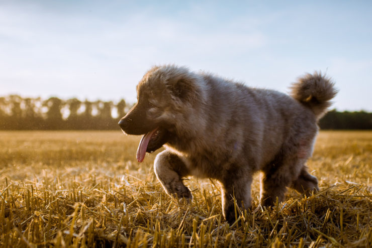 Caucasian ovcharka puppy photo