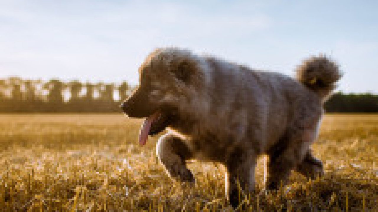 Caucasian Shepherd Weight Chart