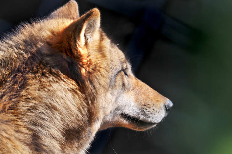 wolf side portrait