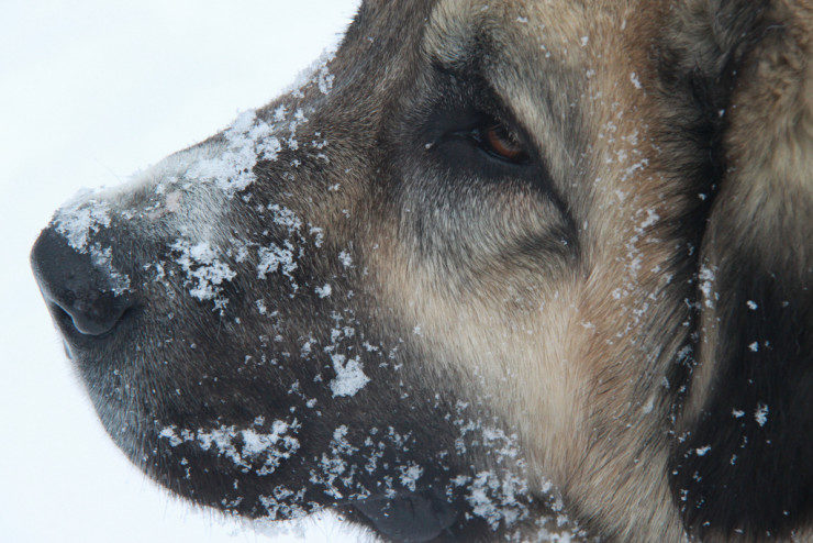 Caucasian Mountain Dog head in snow