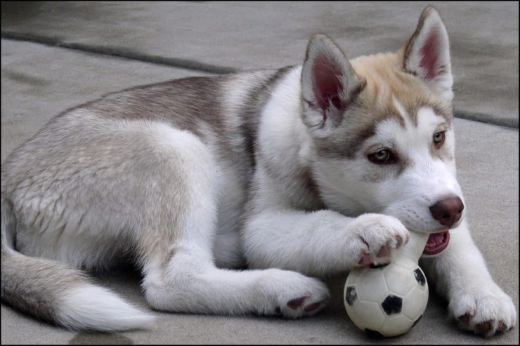 siberian husky puppy playing with a toy