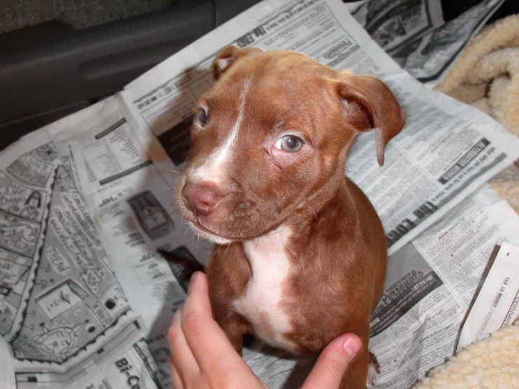 A full blood red nose pit bull puppy