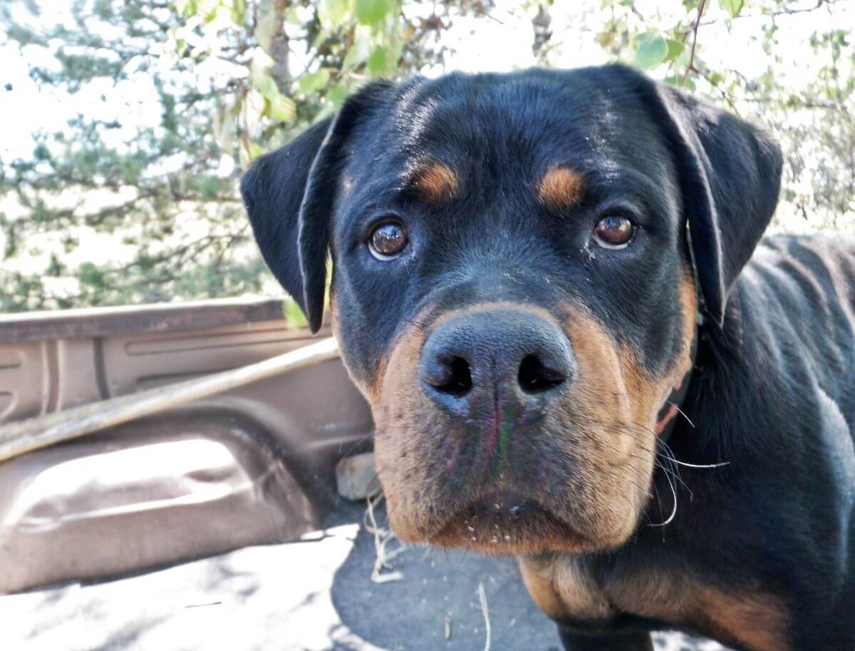 dogs that look like rottweilers