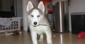 Young Siberian Husky puppy standing in the room