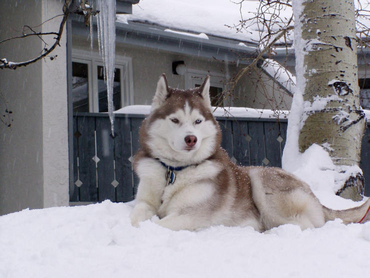 A large Siberian Husky lying in the snow
