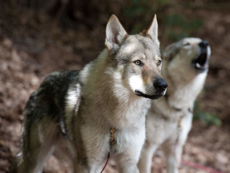Two German Shepherd-wolf mix Wolfdogs