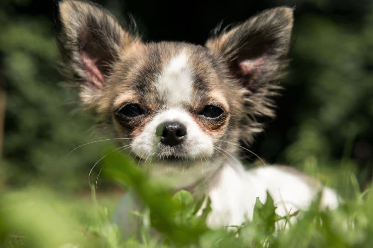 Chihuahua pup in the grass
