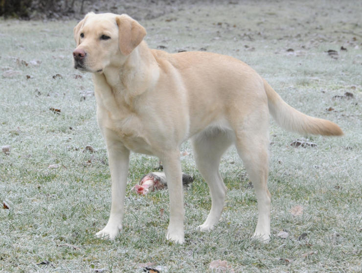 Yellow Labrador Retriever in the field hunting