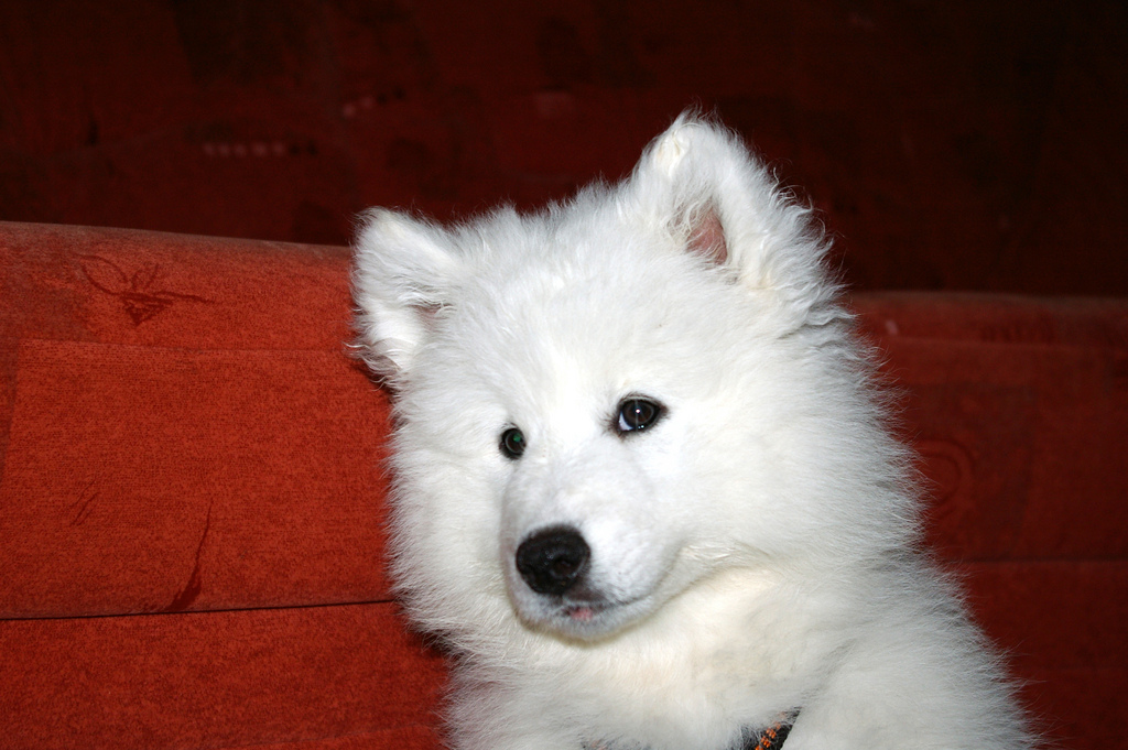 A cute Samoyed puppy portrait