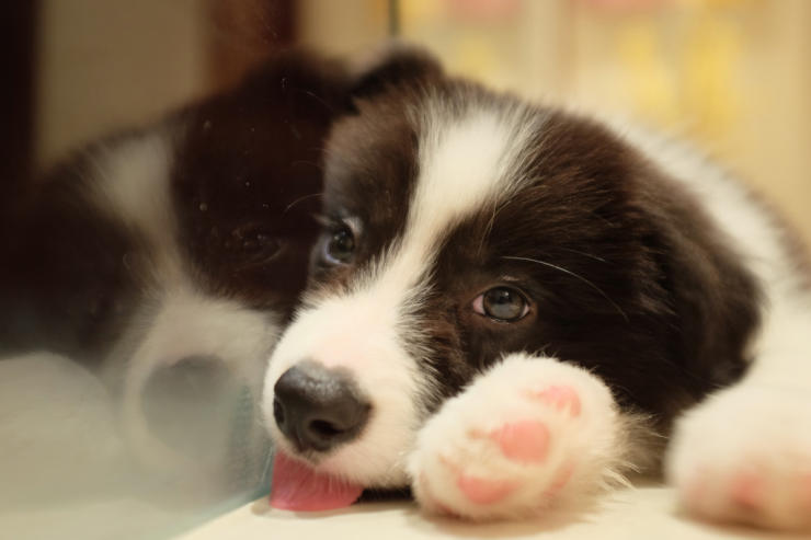 Rough-coated Border Collie puppy on the floor